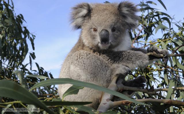 Koala Facts For Kids Diet