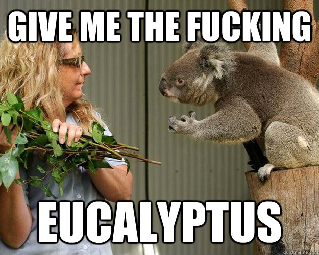 Koala Meme Eucalyptus