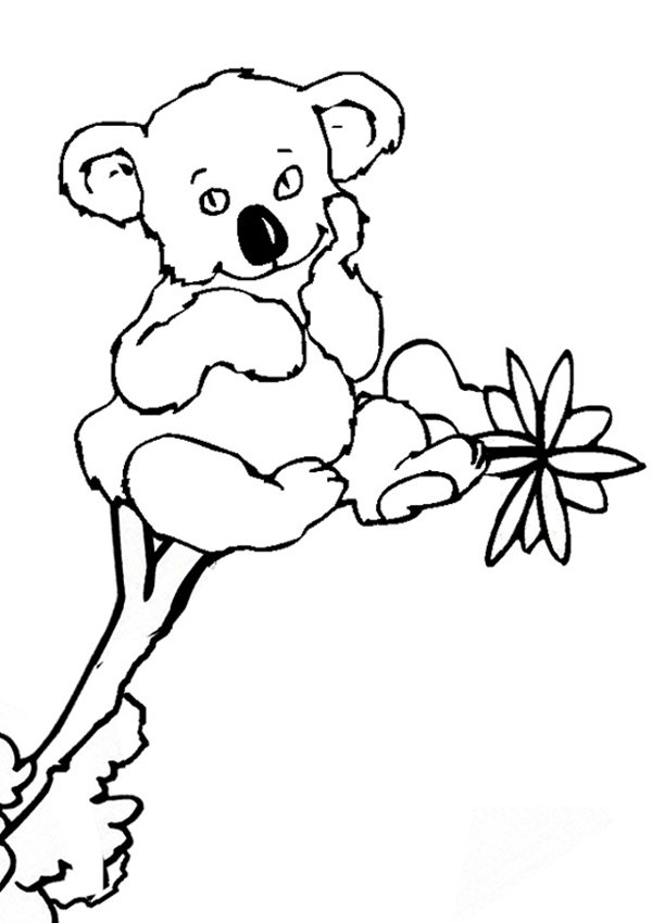 Koala Pictures For Kids