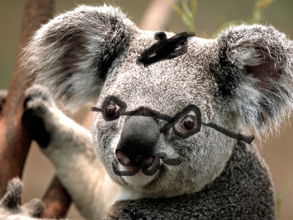 Koala Pictures Funny