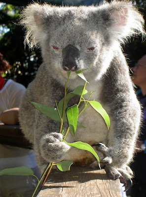 Koala Pictures Funny