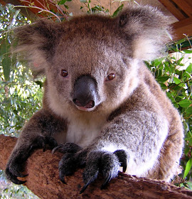 Koala Pictures Funny