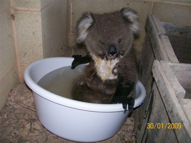 Koala Pictures Funny
