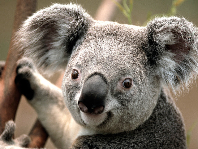 Koala Pictures