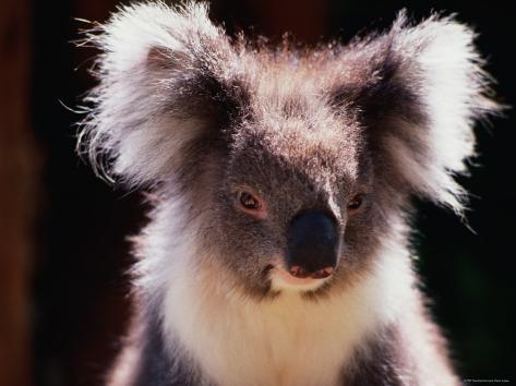 Koala Pictures To Print