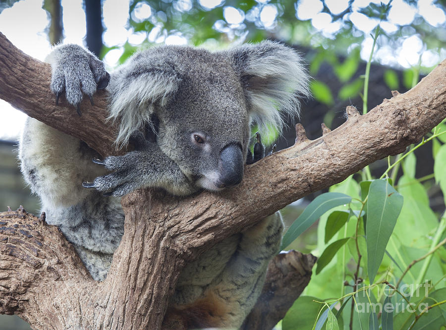 Koala Pictures To Print