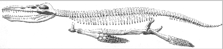 Kronosaurus Queenslandicus