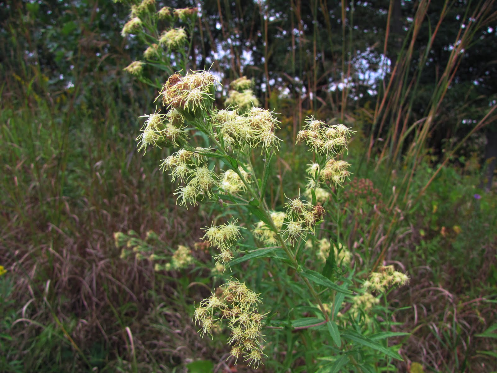 Kuhnia Eupatorioides