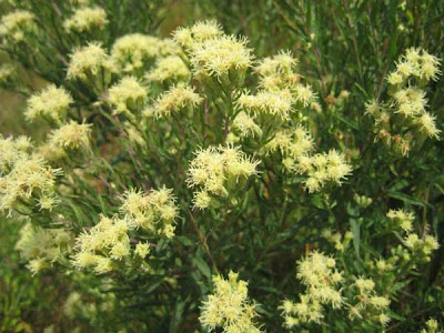 Kuhnia Eupatorioides