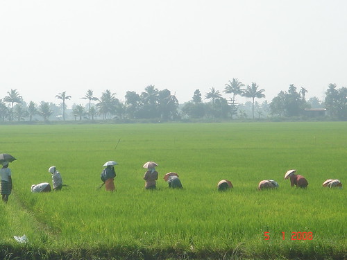 Kuttanad Agriculture