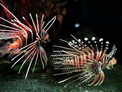 Lionfish Aquarium