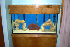 Lionfish Aquarium Setup