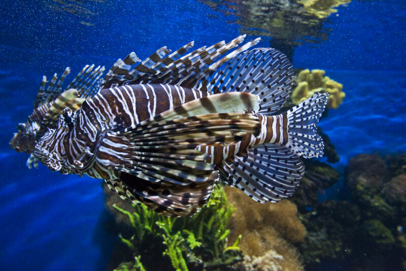 Lionfish Aquarium Size