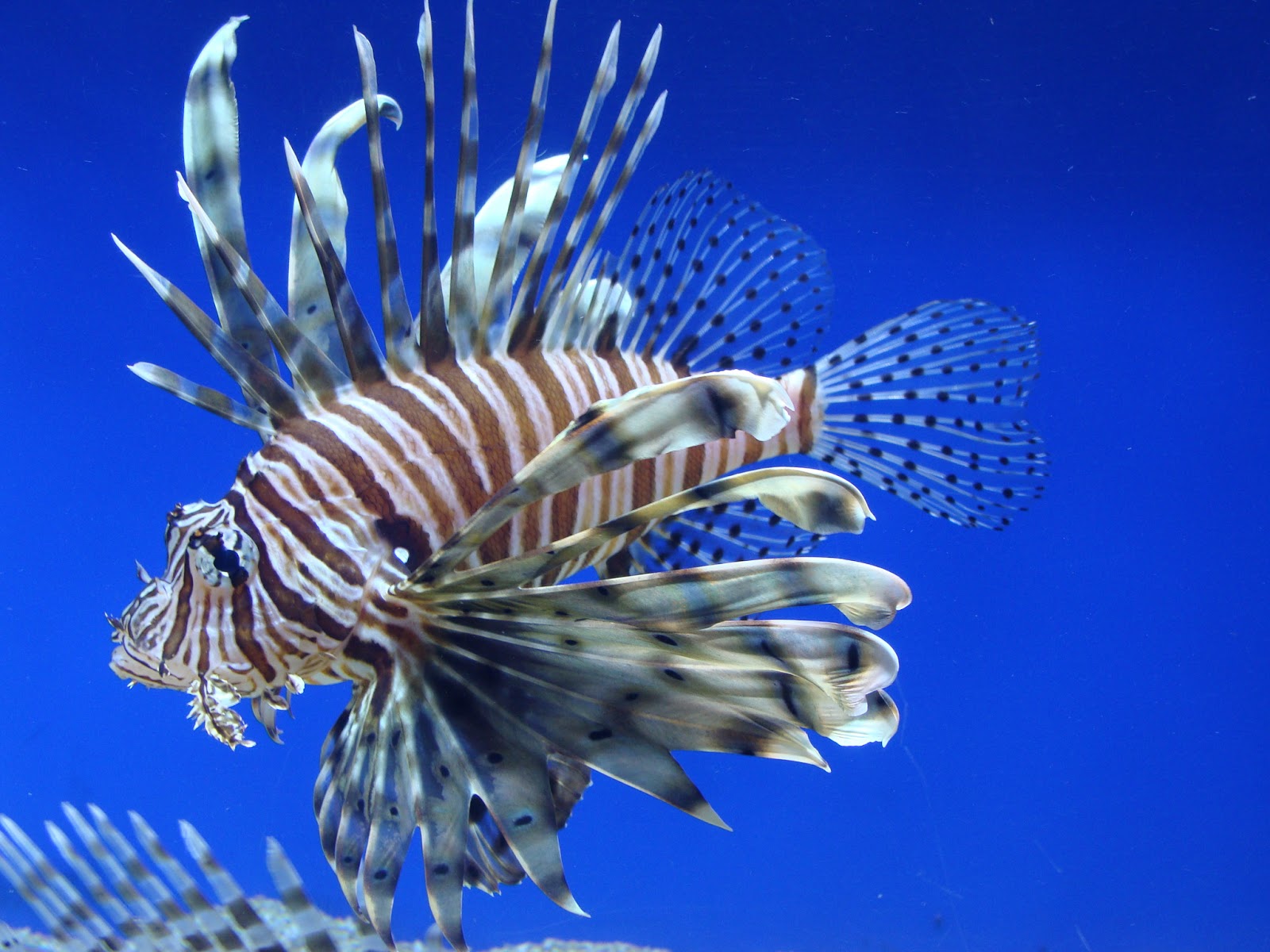 Lionfish Aquarium Size