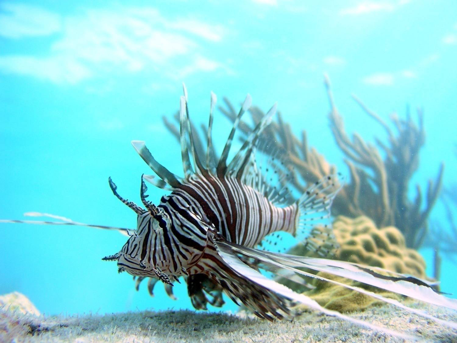 Lionfish Eating Fish