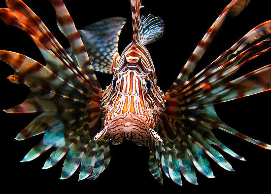 Lionfish Eating Fish