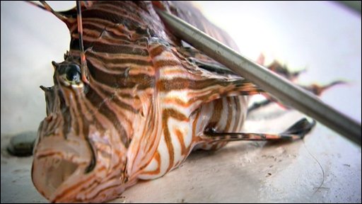 Lionfish Eating Fish