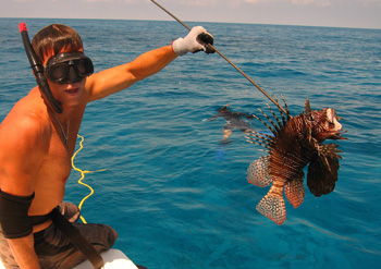 Lionfish Eating Fish