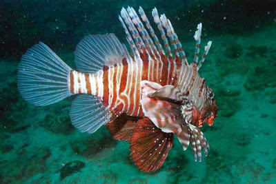 Lionfish Eating Goldfish