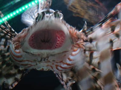 Lionfish Eating Goldfish