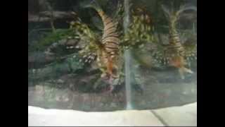 Lionfish Eating Goldfish