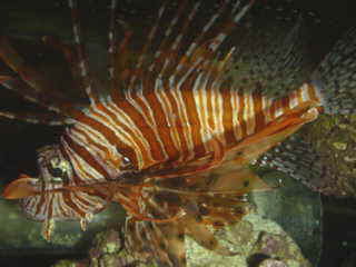 Lionfish Eating Goldfish