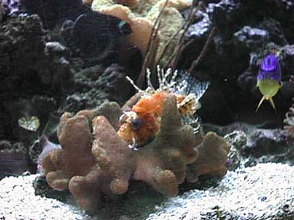 Lionfish Eating Goldfish