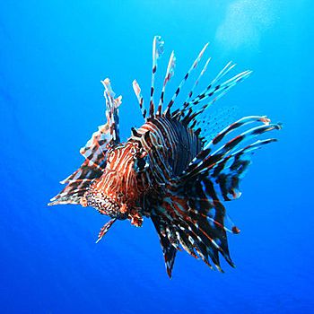 Lionfish Eating Habits