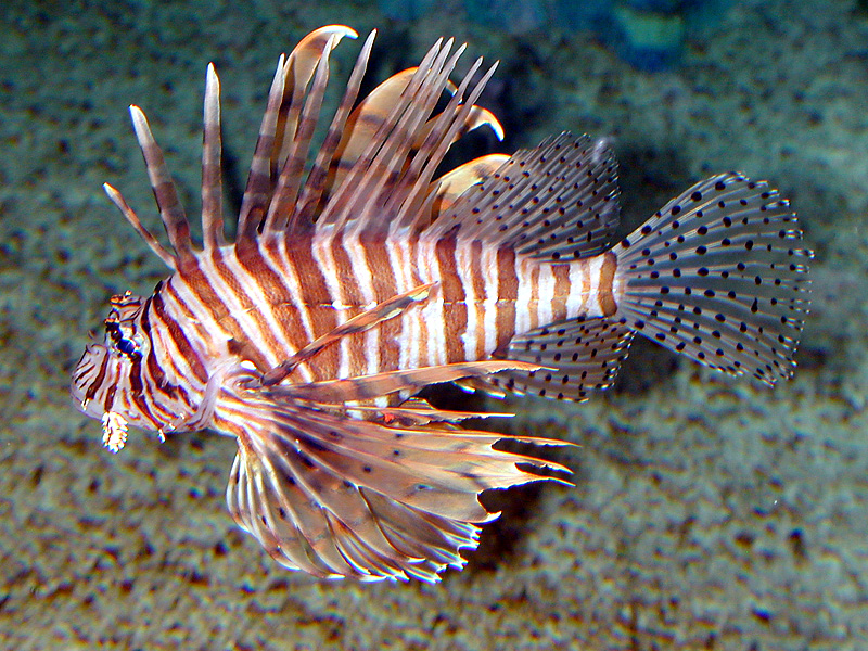 Lionfish Facts For Kids