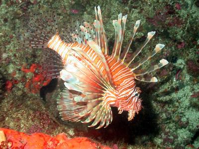 Lionfish Facts For Kids