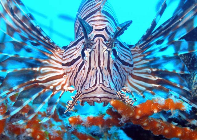 Lionfish Facts For Kids