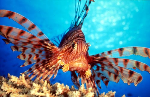 Lionfish Facts For Kids