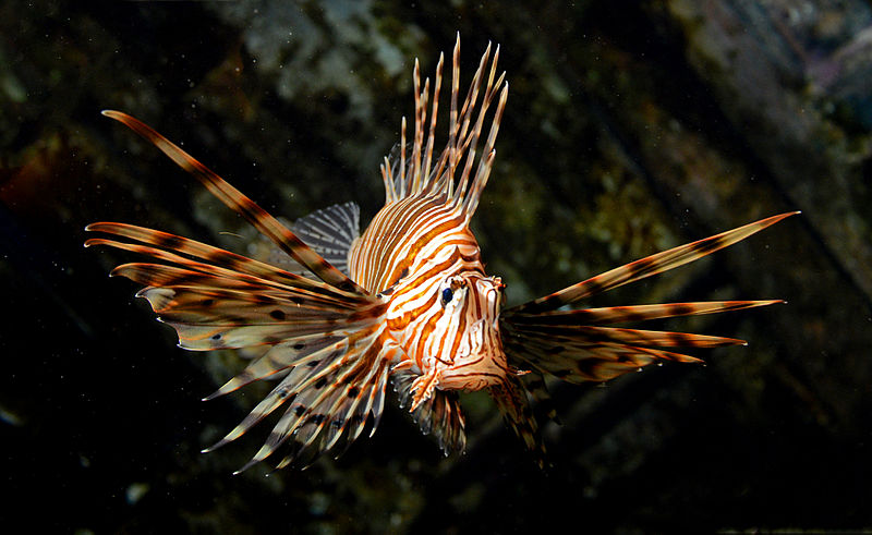 Lionfish Facts Wiki