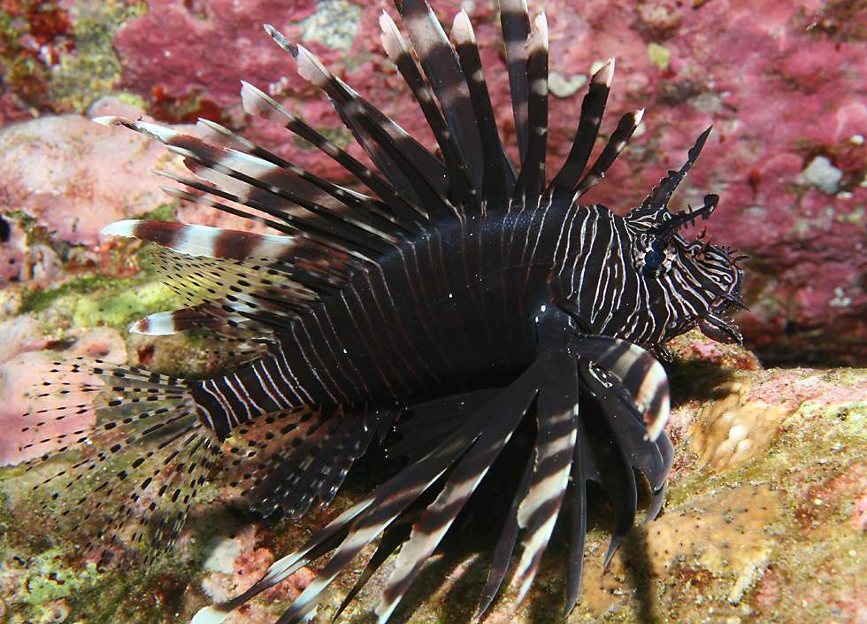 Lionfish Facts Wiki