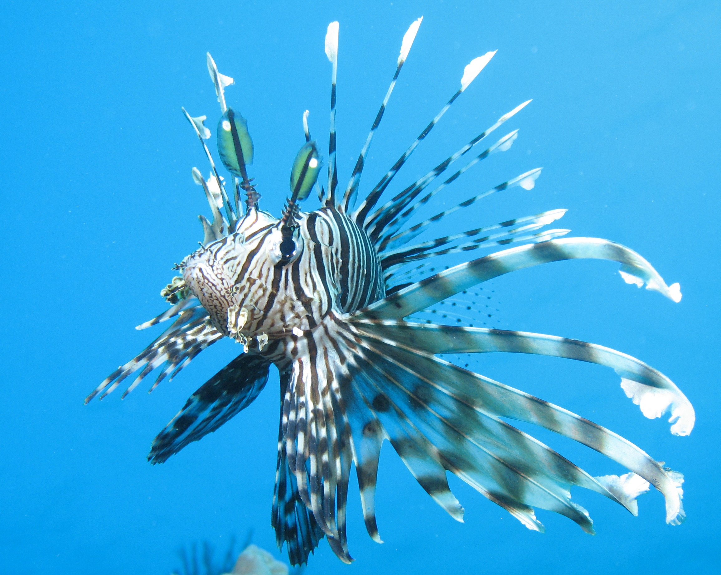 Lionfish Sting Other Fish