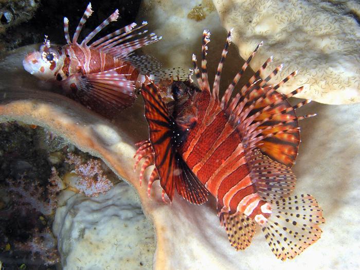 Lionfish Sting Other Fish