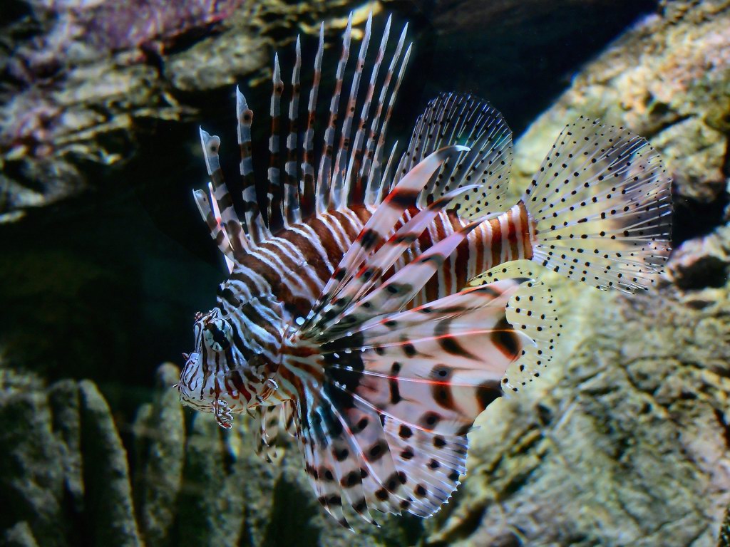 Lionfish Wallpaper