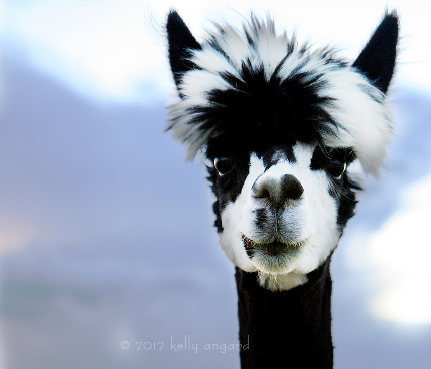 Llama Face