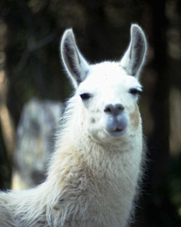 Llama Face