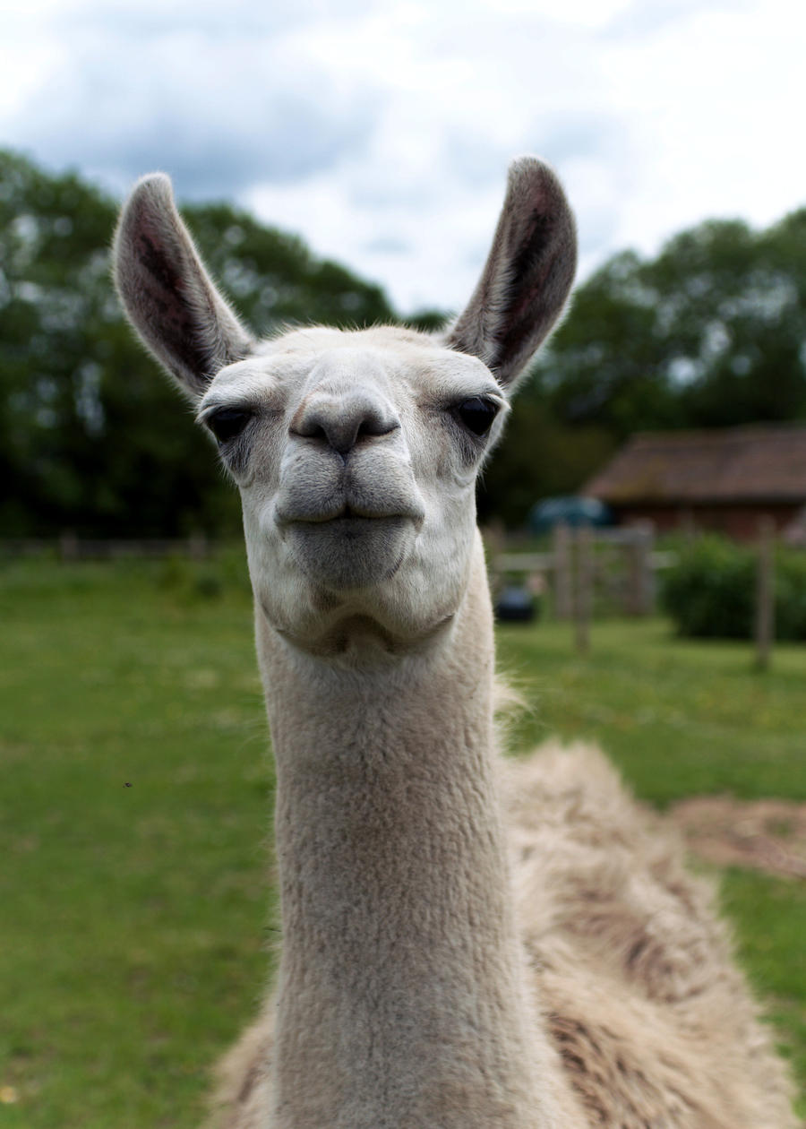 Llama Face