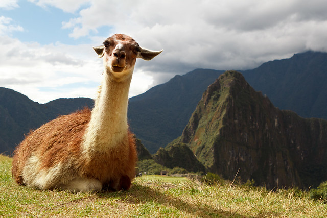 Llama Facebook