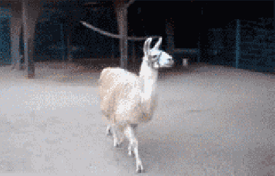Llama Gif Fabulous