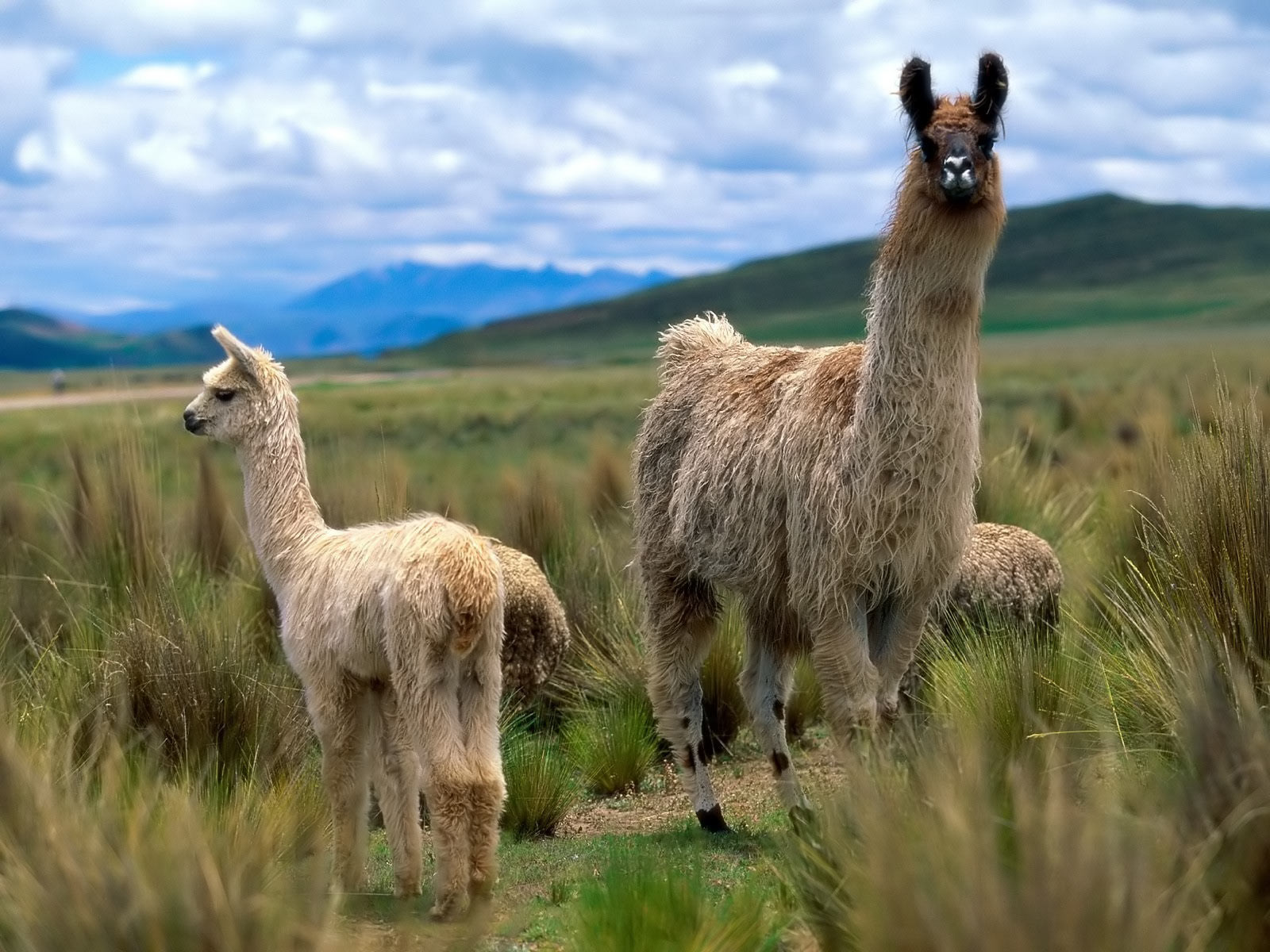 Llama