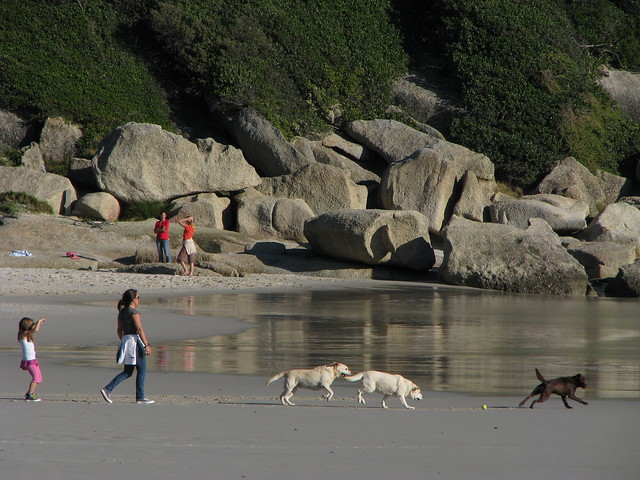 Llandudno Beach Dogs