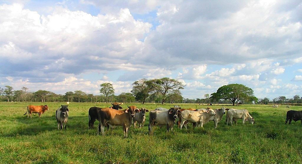 Llanos Venezolanos