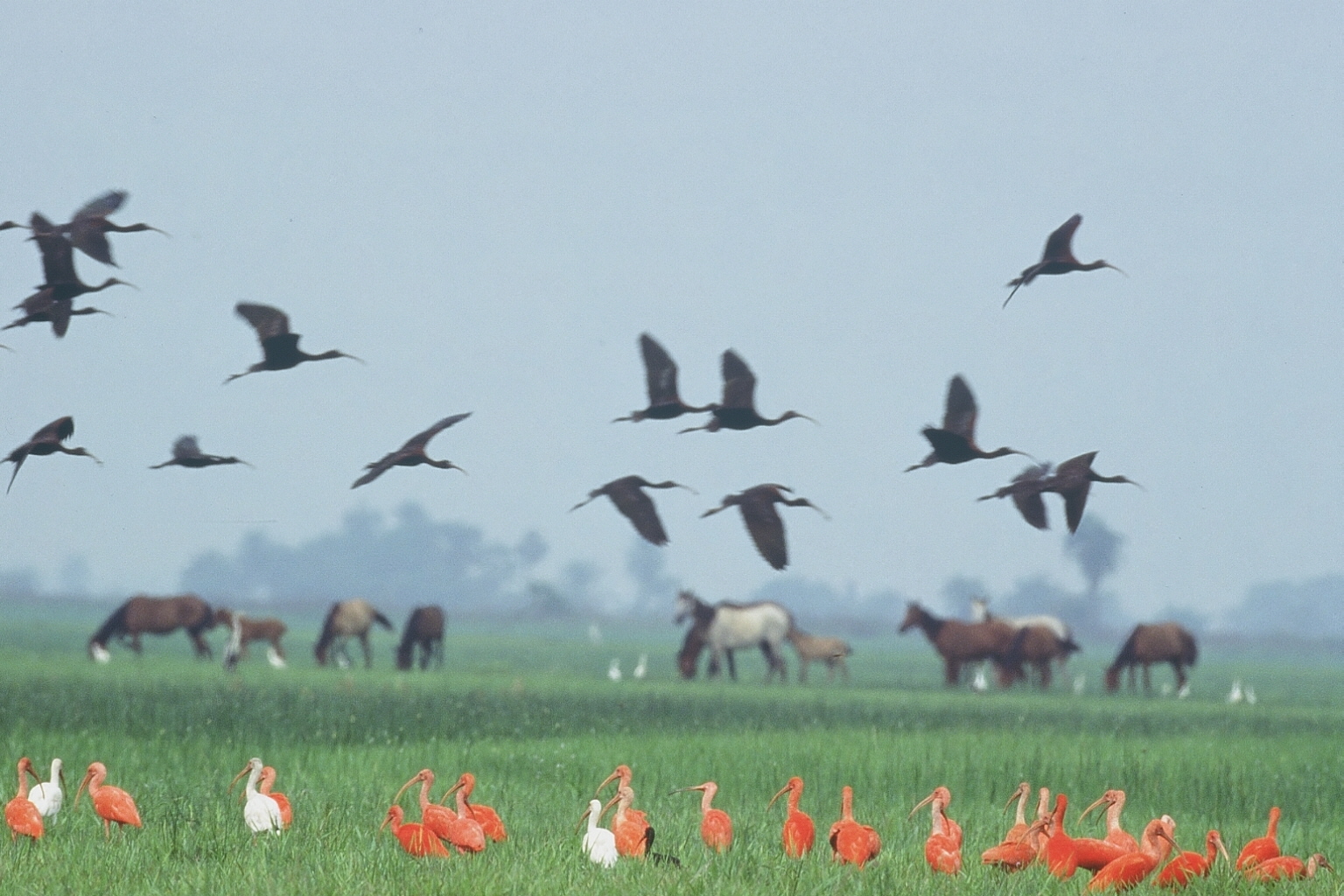 Los Llanos Venezuela