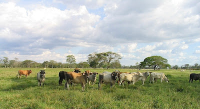 Los Llanos Venezuela