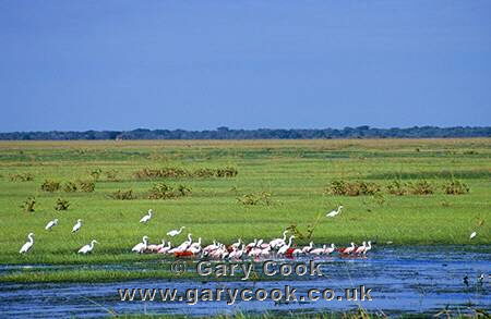 Los Llanos Venezuela