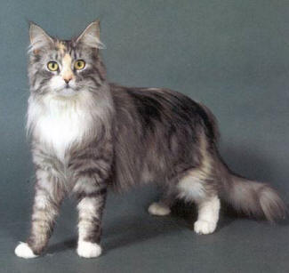 Maine Coon Cat Breeders California