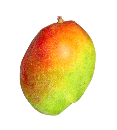 Mango Fruit Drawing